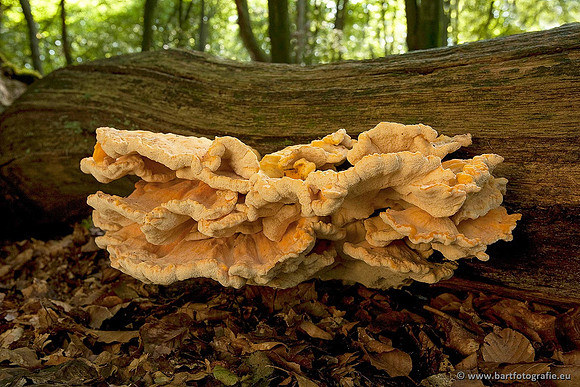 Bart Fotografie Paddenstoelen workshop-024