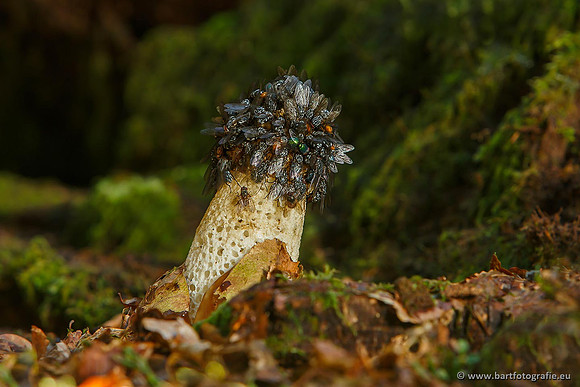 Bart Fotografie Paddenstoelen workshop-025
