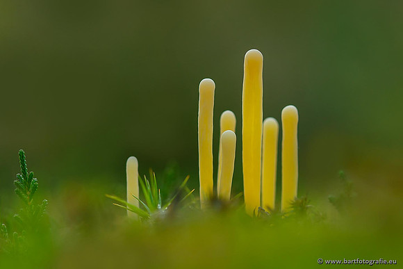 Bart Fotografie Paddenstoelen workshop-026