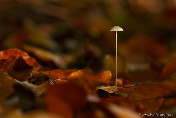 Bart Fotografie Paddenstoelen workshop-028