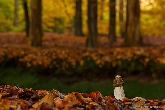 Bart Fotografie Paddenstoelen workshop-030
