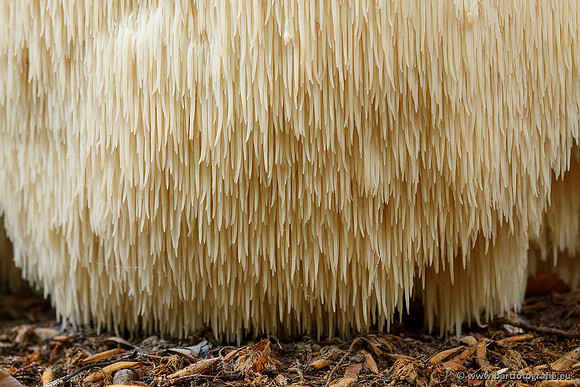 Bart Fotografie Paddenstoelen workshop-029