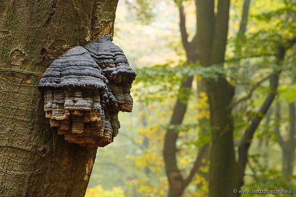 Bart Fotografie Paddenstoelen workshop-031