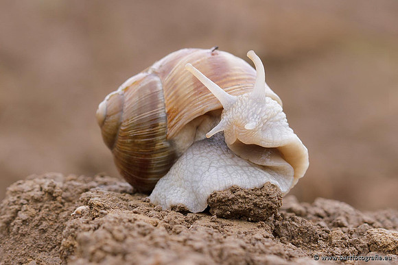 Macrofotografie, Bart Fotografie-011