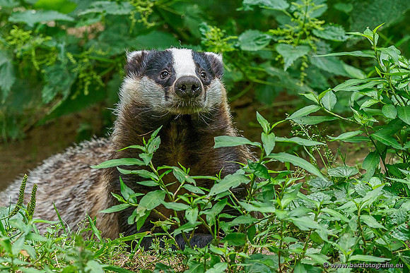 Dierentuinen, Bart Fotografie-004