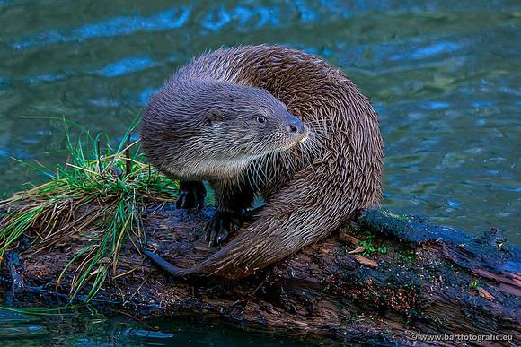 Dierentuinen, Bart Fotografie-002