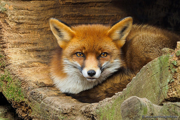 Dierentuinen, Bart Fotografie-005