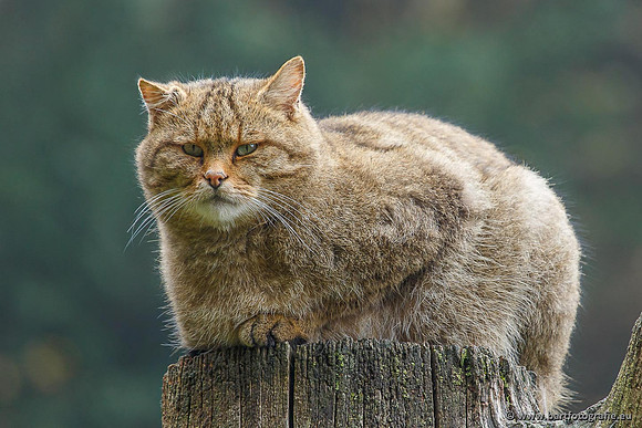 Dierentuinen, Bart Fotografie-006