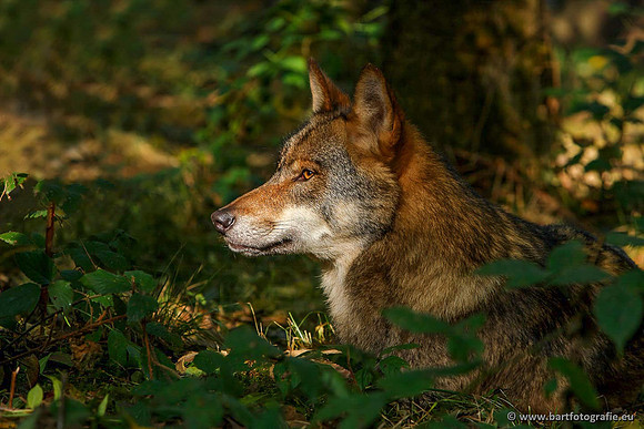 Dierentuinen, Bart Fotografie-007