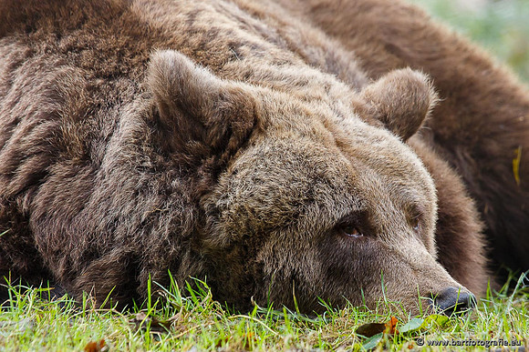Dierentuinen, Bart Fotografie-009