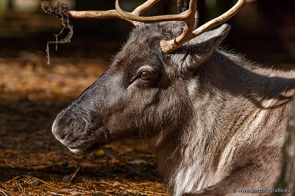 Dierentuinen, Bart Fotografie-011