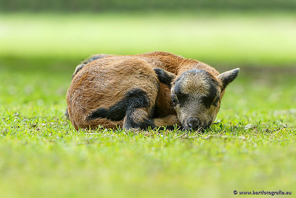 Dierentuinen, Bart Fotografie-012
