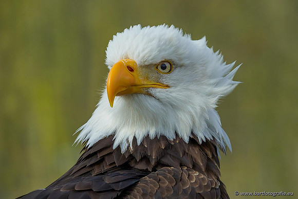 Dierentuinen, Bart Fotografie-014