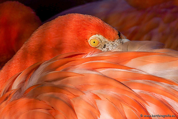 Dierentuinen, Bart Fotografie-022
