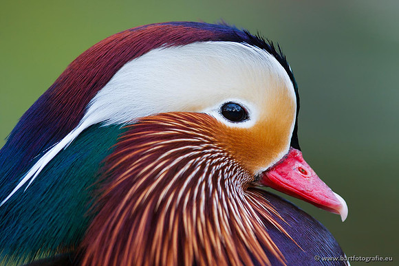 Dierentuinen, Bart Fotografie-024