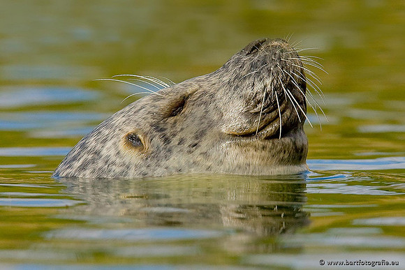 Dierentuinen, Bart Fotografie-027