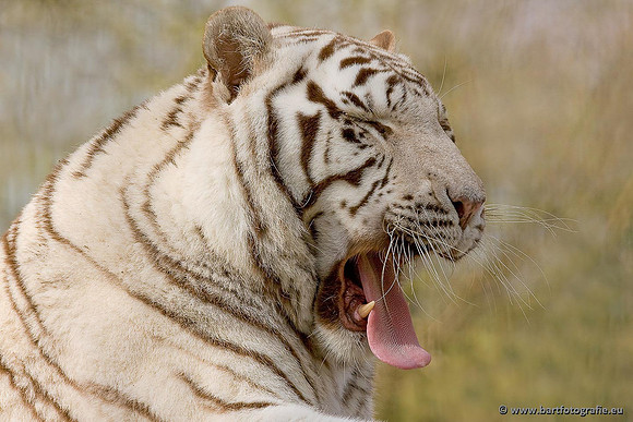 Dierentuinen, Bart Fotografie-032