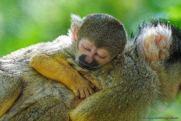 Dierentuinen, Bart Fotografie-034
