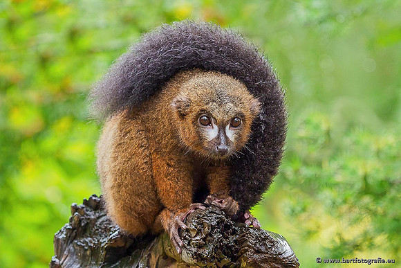 Dierentuinen, Bart Fotografie-035