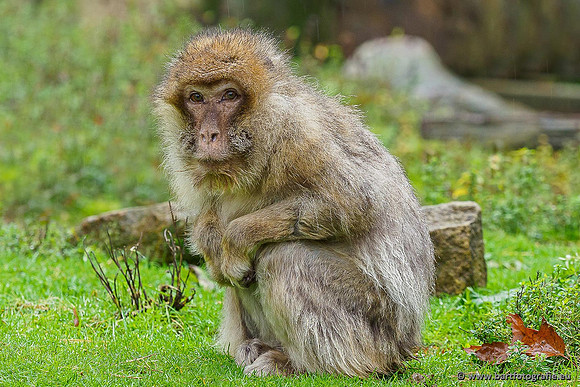 Dierentuinen, Bart Fotografie-036