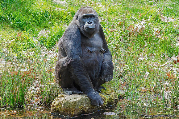 Dierentuinen, Bart Fotografie-041