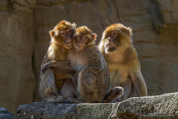 Dierentuinen, Bart Fotografie-044