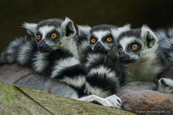 Dierentuinen, Bart Fotografie-047