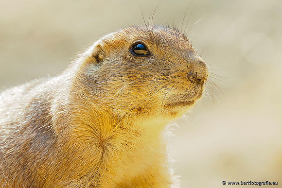 Dierentuinen, Bart Fotografie-050