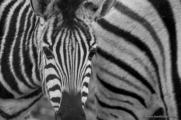 Dierentuinen, Bart Fotografie-049