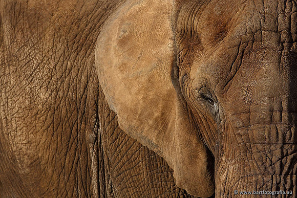 Dierentuinen, Bart Fotografie-051