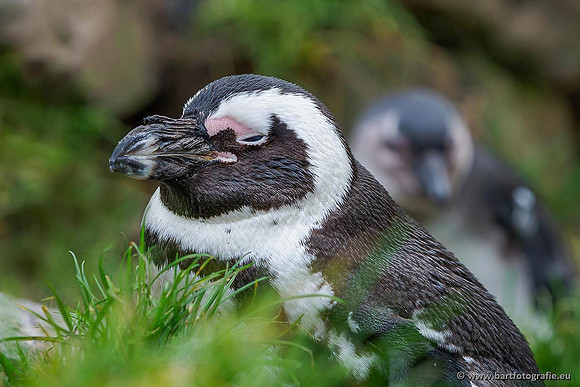 Dierentuinen, Bart Fotografie-053