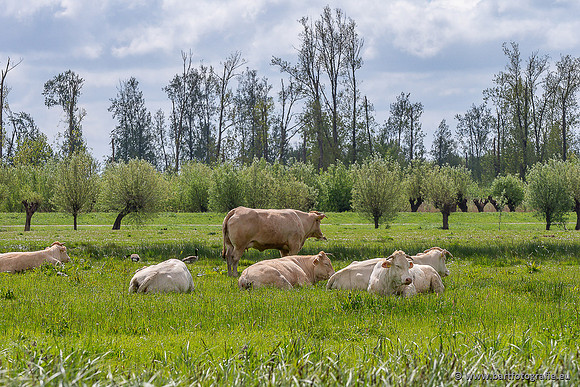 Akker en Weide Bart Fotografie-152