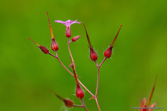 Bloemen en Planten Bart Fotografie-1405