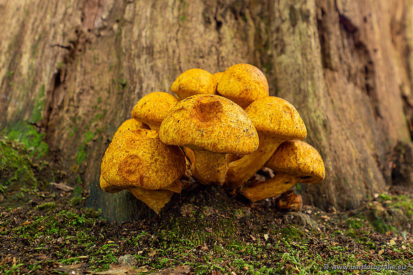 Paddenstoelen 2024-019