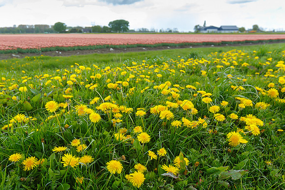 Tulpenroute Flevoland 260417-03