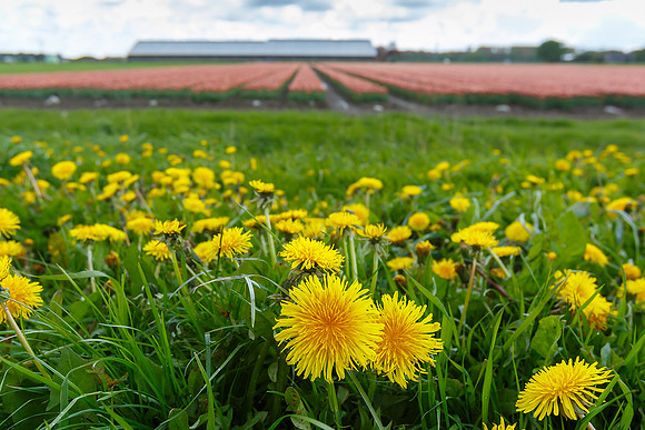 Tulpenroute Flevoland 260417-04