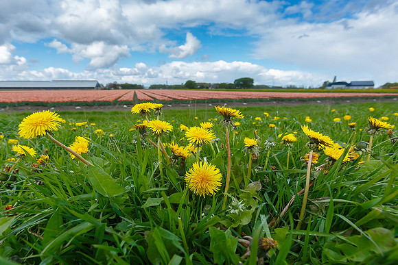 Tulpenroute Flevoland 260417-05