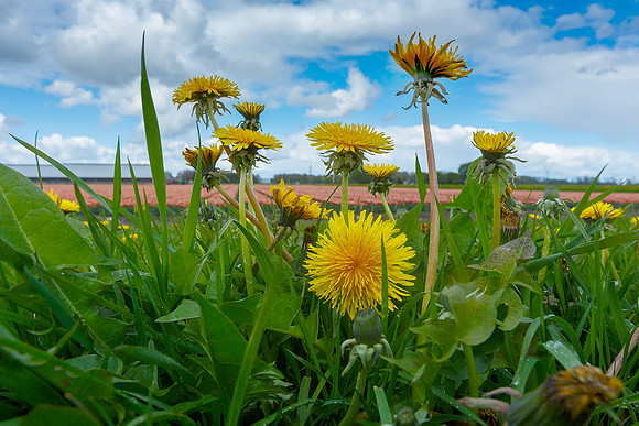 Tulpenroute Flevoland 260417-06
