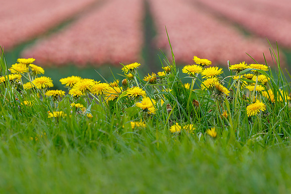 Tulpenroute Flevoland 260417-07