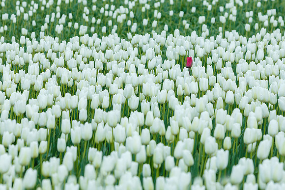 Tulpenroute Flevoland 260417-13