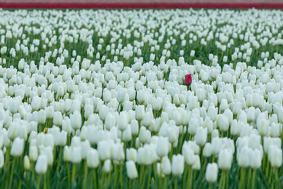 Tulpenroute Flevoland 260417-14