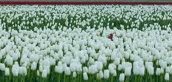 Tulpenroute Flevoland 260417-15