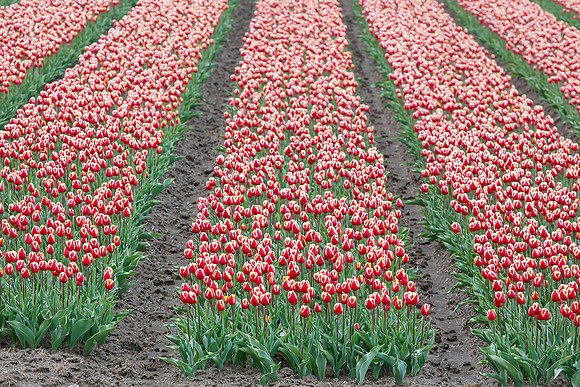 Tulpenroute Flevoland 260417-16