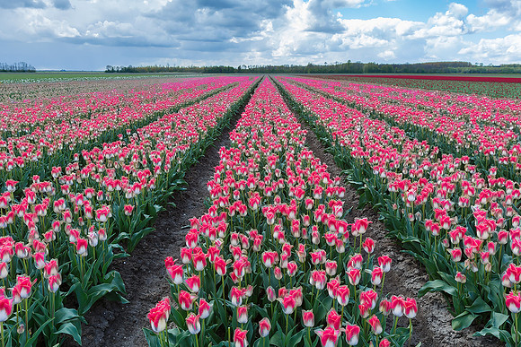 Tulpenroute Flevoland 260417-17
