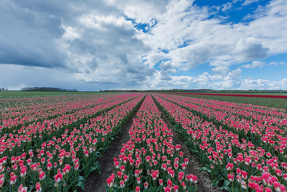 Tulpenroute Flevoland 260417-18