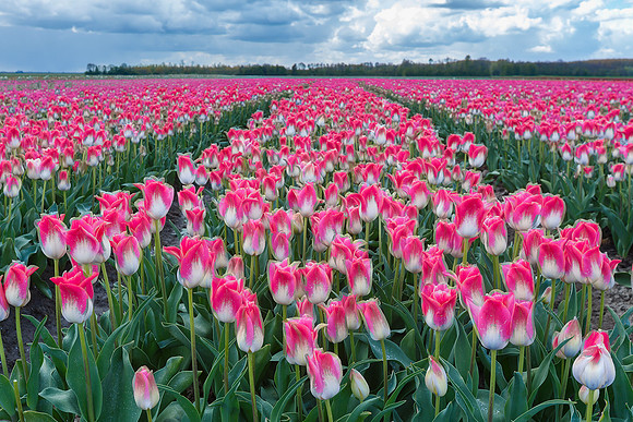 Tulpenroute Flevoland 260417-19