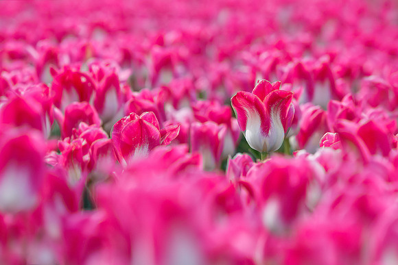Tulpenroute Flevoland 260417-22