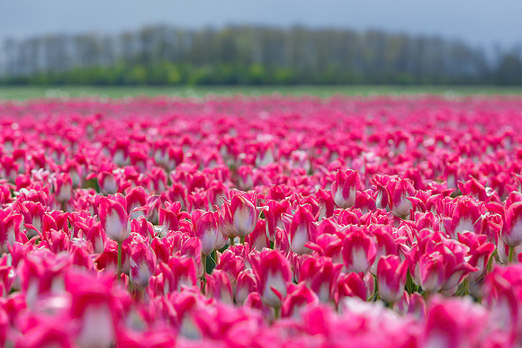 Tulpenroute Flevoland 260417-23
