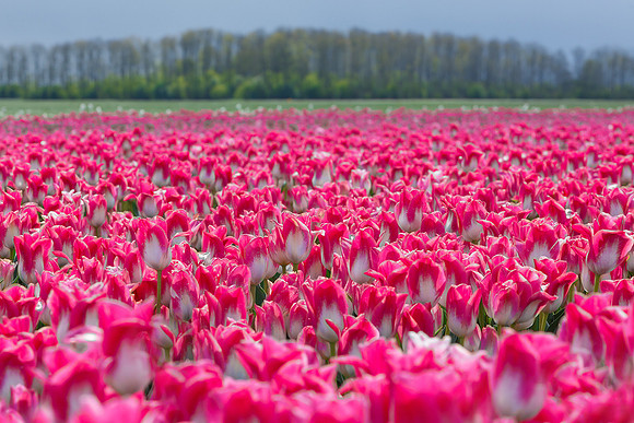 Tulpenroute Flevoland 260417-24