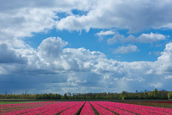 Tulpenroute Flevoland 260417-25